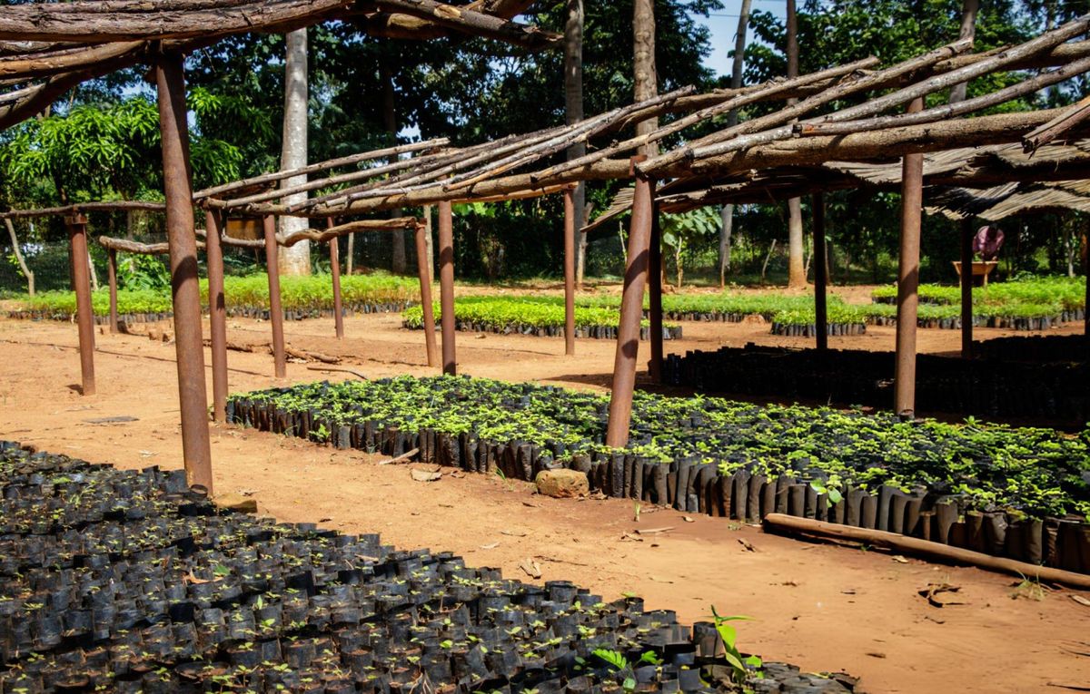 Large-Scale Tree Planting